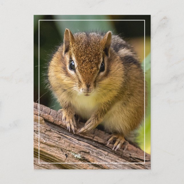 Postal Chipmunk Stare (Anverso)