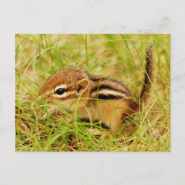 Postal Chipmunk, un pequeño bebé adolescente (Anverso)
