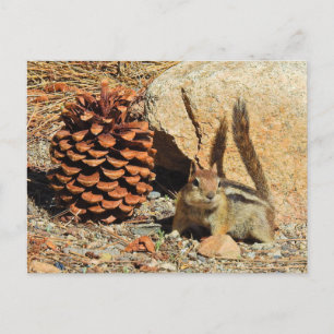 Postal Chipmunk, vida silvestre, animales salvajes, posta