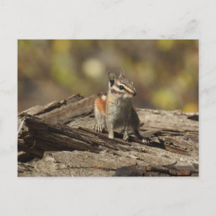 Postal Chipmunk, vida silvestre, animales salvajes, posta