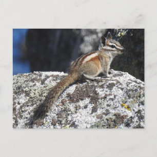 Postal Chipmunk, vida silvestre, animales salvajes, posta