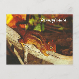 Postal Chipmunk vintage