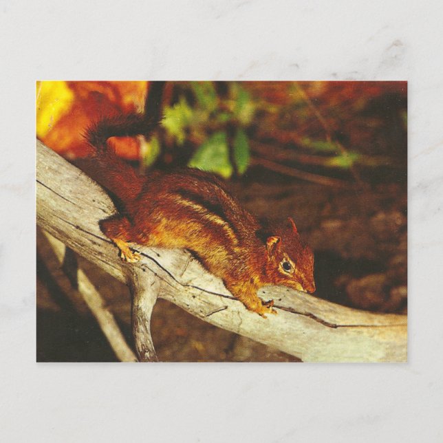Postal Chipmunk vintage (Anverso)