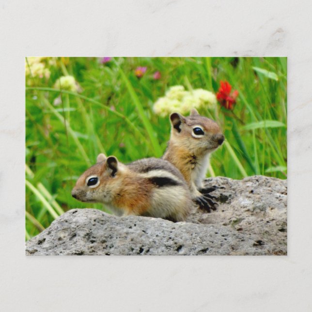Postal Chipmunks y flores silvestres (Anverso)