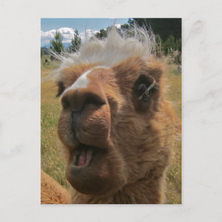 Postal Chipper Alpaca