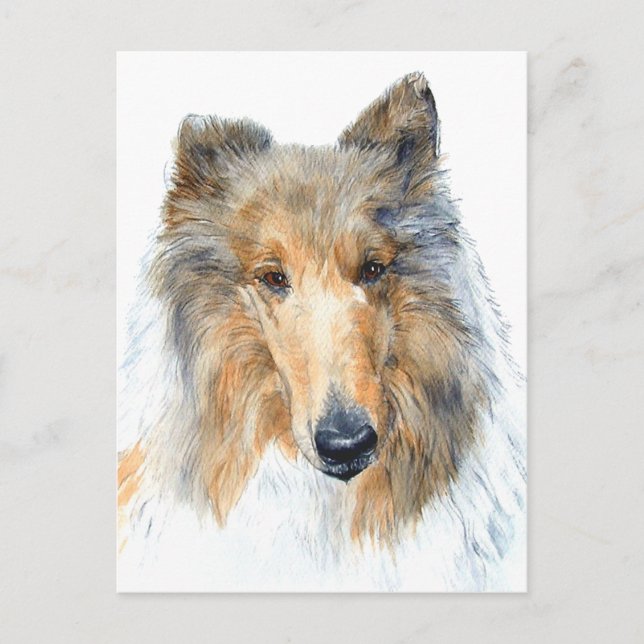 Postal Chipper the Collie Postcard (Anverso)