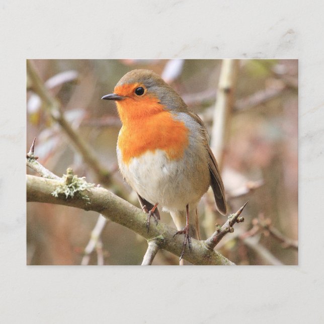 Postal Chirpy Robin (Anverso)