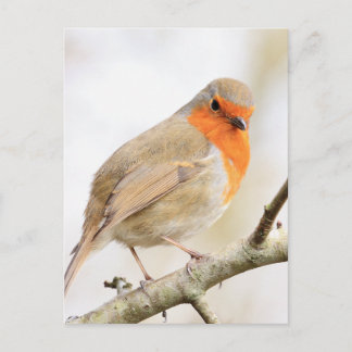 Postal Chirpy Robin