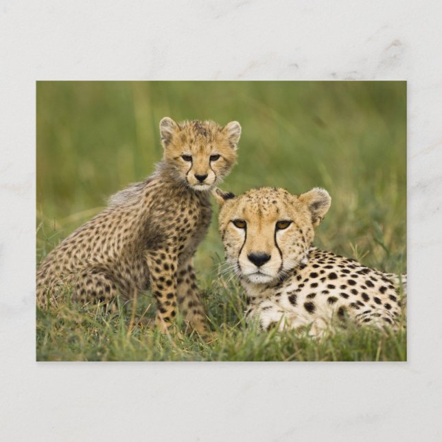 Postal Chita, Acinonyx jubatus, con Cub (Anverso)