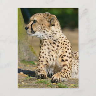 Postal Chita africana tendida en el suelo