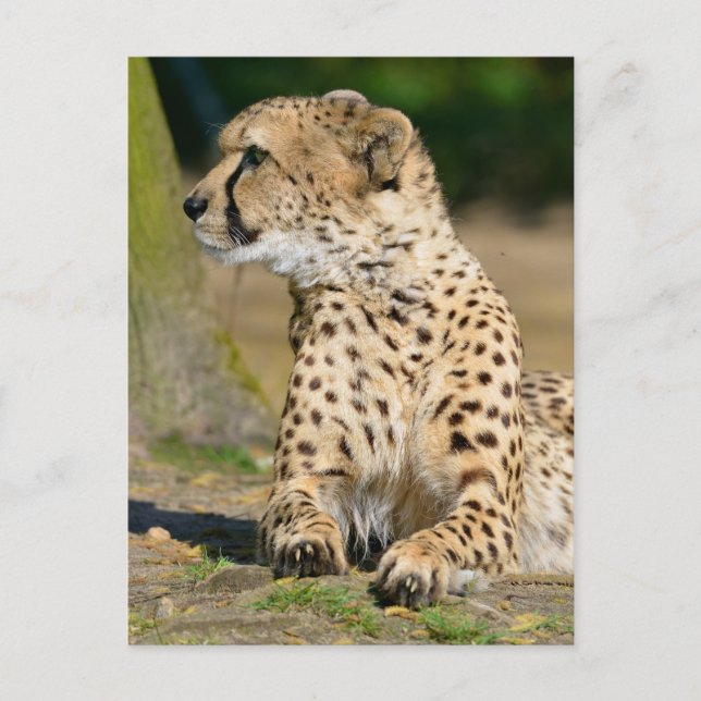 Postal Chita africana tendida en el suelo (Anverso)