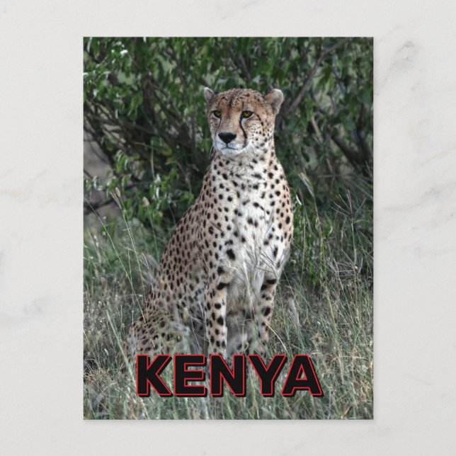 Postal Chita En Kenia (Anverso)