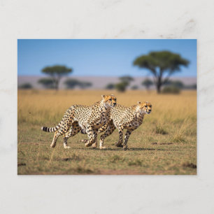 Postal Chitas en el Parque Nacional Serengeti, Tanzania