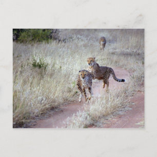 Postal Chitas en Namibia