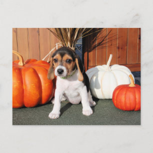 Postal Chloe - Beagle Photo-1