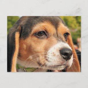 Postal Chloe - Beagle Photo-19