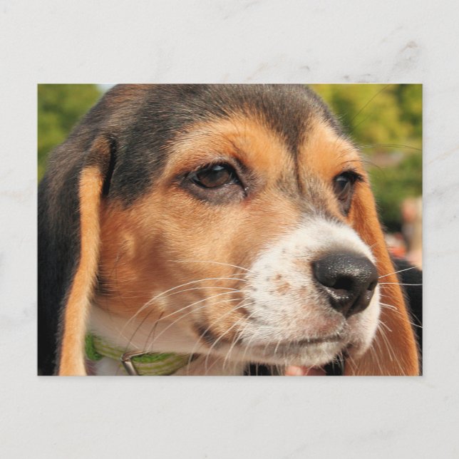 Postal Chloe - Beagle Photo-19 (Anverso)