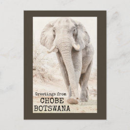 Postal Chobe Botswana Elephant