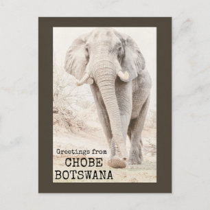 Postal Chobe Botswana Elephant