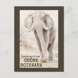 Postal Chobe Botswana Elephant