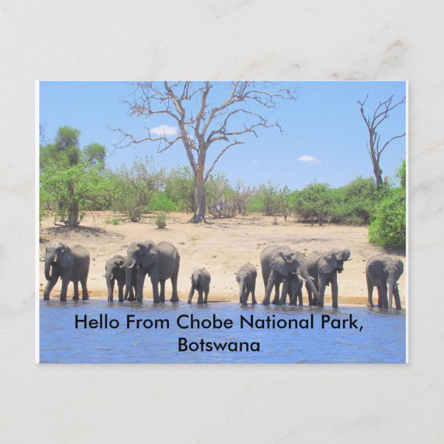 Postal Chobe Elephant Post Cards (Anverso)