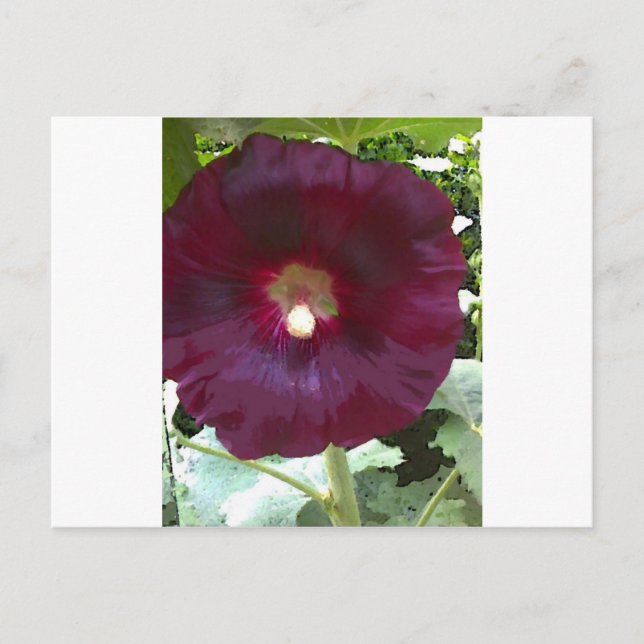 Postal Chocolate Hollyhock (Anverso)