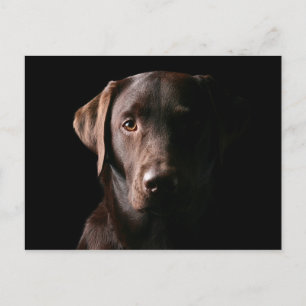 Postal Chocolate imponente Labrador