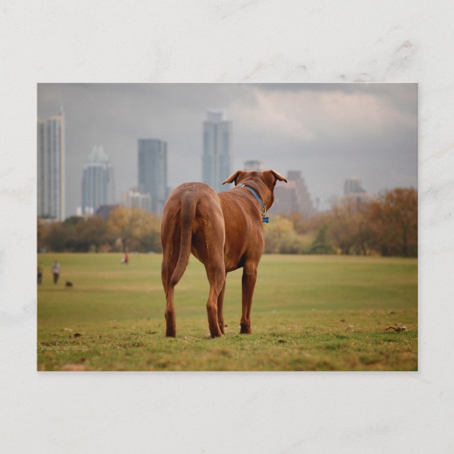 Postal Chocolate Lab Pit Mix Dog - Austin TX (Anverso)