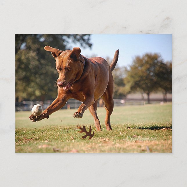 Postal Chocolate Lab Pit Mix Dog Chcheking Ball (Anverso)