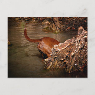 Postal Chocolate Lab Pit Mix Dog Digging