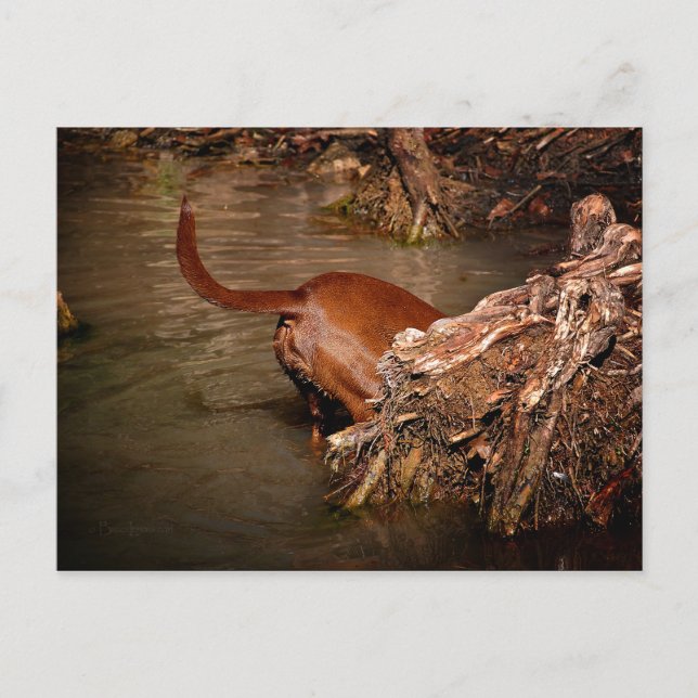 Postal Chocolate Lab Pit Mix Dog Digging (Anverso)