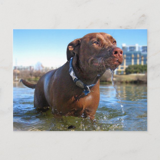 Postal Chocolate Lab Pit Mix Dog Drooling (Anverso)