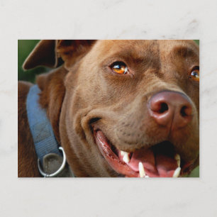 Postal Chocolate Lab Pit Mix Dog Happy Smile