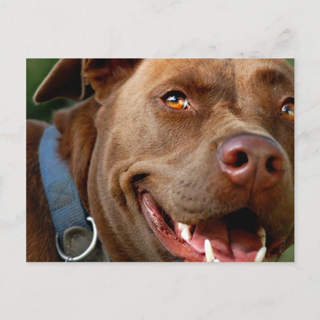 Postal Chocolate Lab Pit Mix Dog Happy Smile (Anverso)