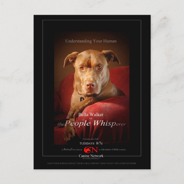 Postal Chocolate Lab Pit Mix Dog Movie Poster (Anverso)