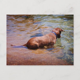 Postal Chocolate Lab Pit Mix Dog Natación 10