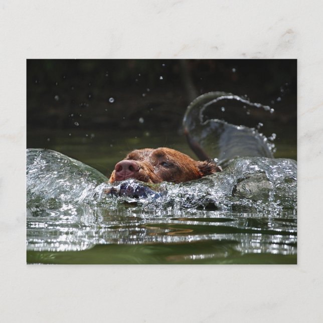 Postal Chocolate Lab Pit Mix Dog Natación 5 (Anverso)