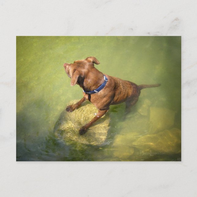 Postal Chocolate Lab Pit Mix Dog Natación 6 (Anverso)