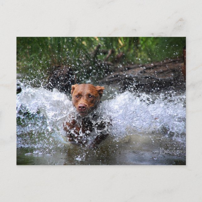 Postal Chocolate Lab Pit Mix Dog Splashing 4 (Anverso)