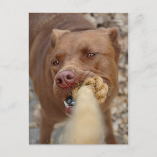 Postal Chocolate Lab Pit Mix Dog Tugging 2