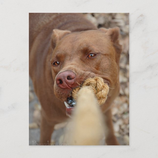 Postal Chocolate Lab Pit Mix Dog Tugging 2 (Anverso)
