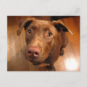 Postal Chocolate Lab Pit Puppy Puppy Look