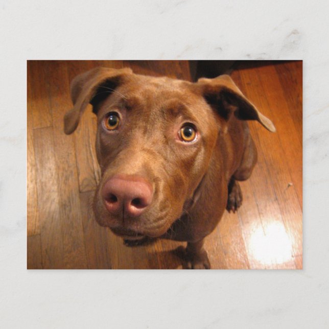 Postal Chocolate Lab Pit Puppy Puppy Look (Anverso)
