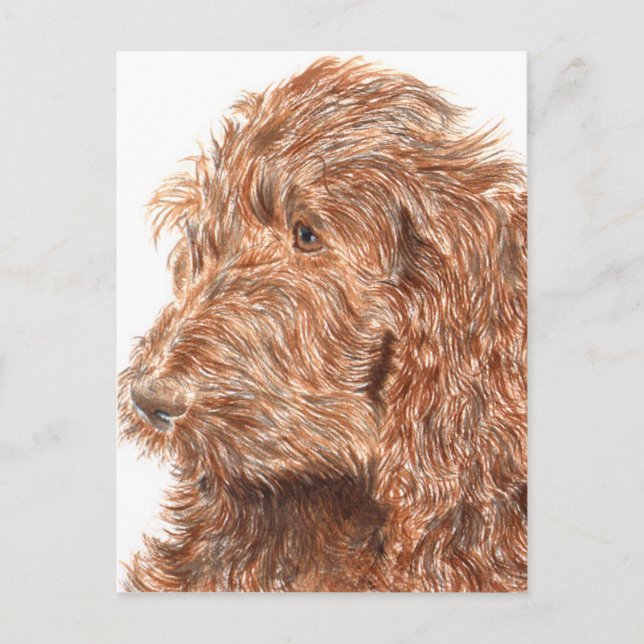 Postal Chocolate Labradoodle (Anverso)