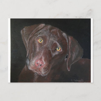 Postal Chocolate Labrador