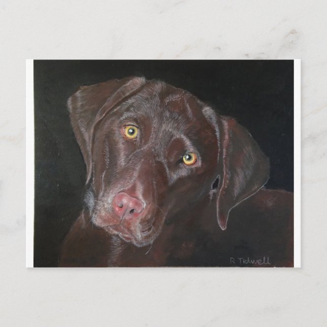 Postal Chocolate Labrador (Anverso)