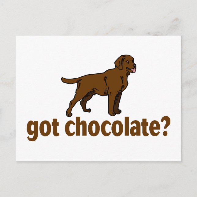 Postal Chocolate Labrador (Anverso)