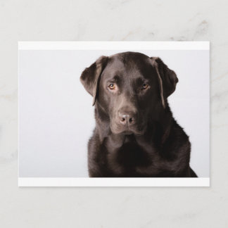 Postal Chocolate Labrador