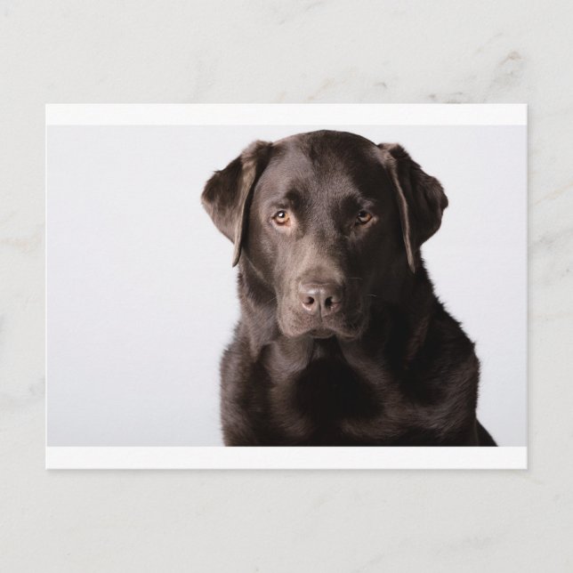 Postal Chocolate Labrador (Anverso)