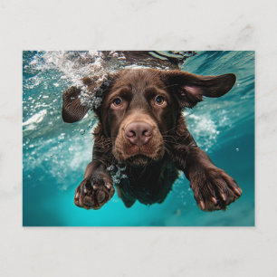 Postal Chocolate labrador juguetón nadando bajo el agua